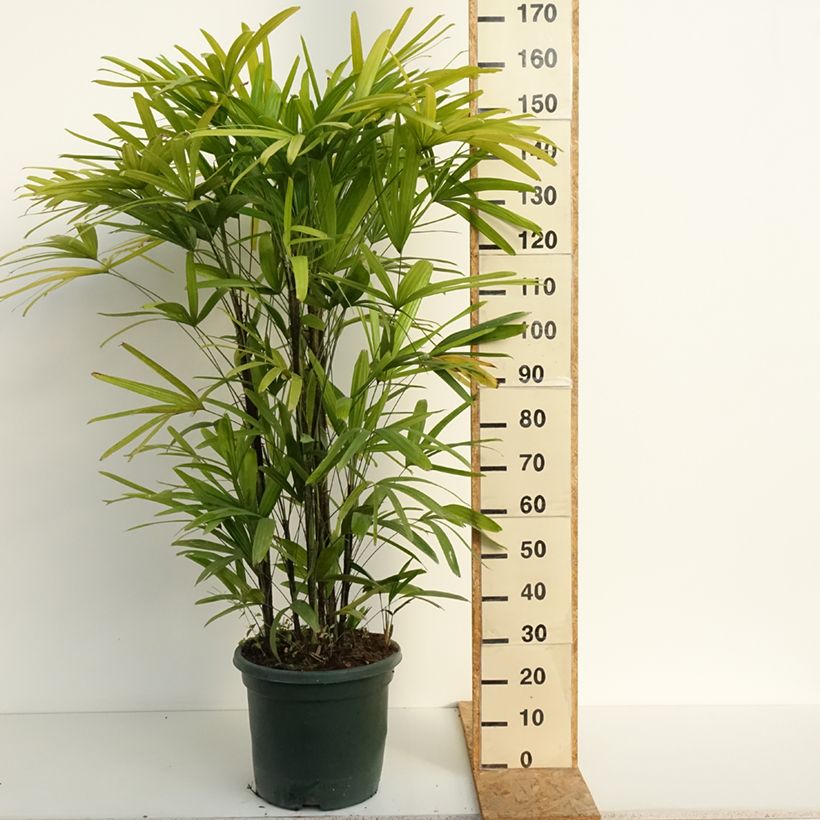 Rhapis excelsa - Broadleaf Lady Palm 20L/25L pot sample as delivered in summer