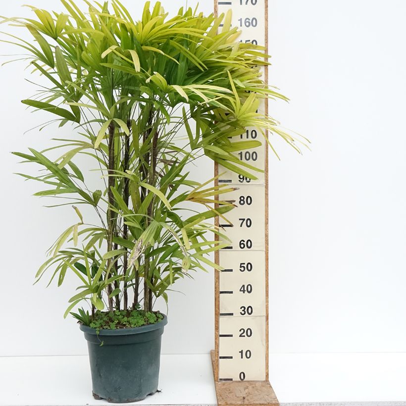 Rhapis excelsa - Broadleaf Lady Palm 20L/25L pot sample as delivered in winter