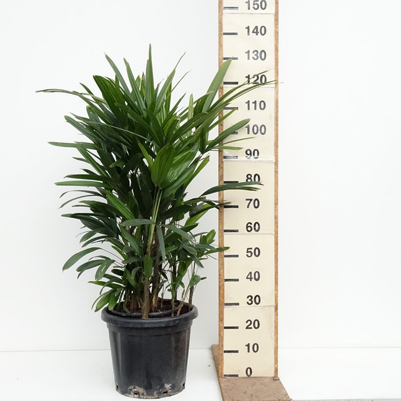 Rhapis excelsa - Broadleaf Lady Palm 20L/25L pot sample as delivered in spring