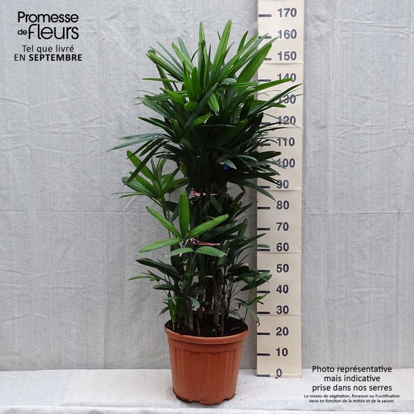 Rhapis excelsa - Broadleaf Lady Palm 7.5L/10L pot sample as delivered in autumn