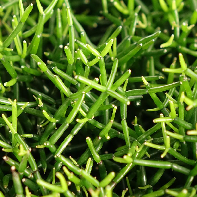 Rhipsalis baccifera - Mistletoe cactus (Foliage)