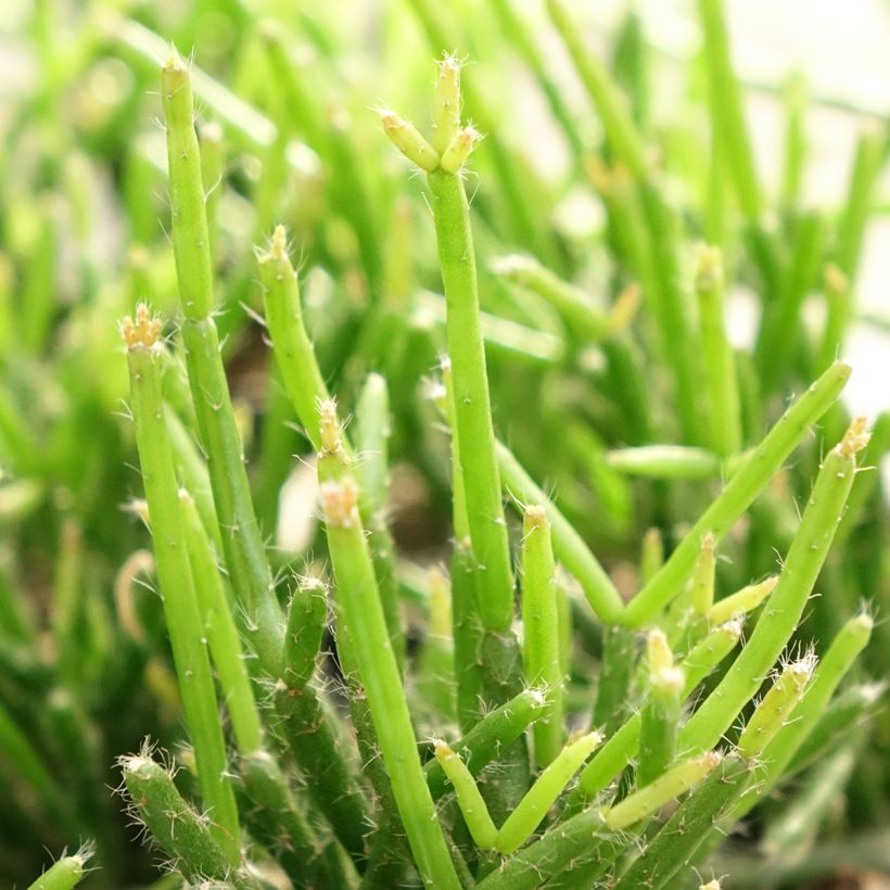 Rhipsalis burchellii (Foliage)