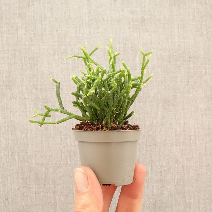 Rhipsalis cereuscula - Coral cactus mini plant sample as delivered in spring