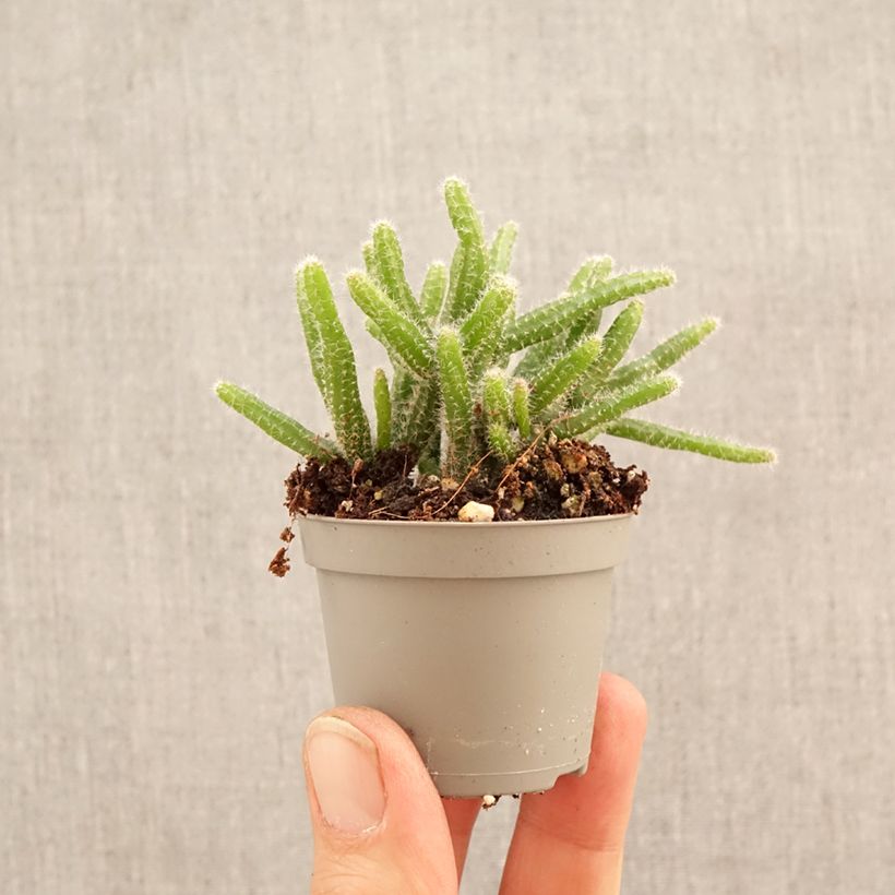 Rhipsalis baccifera subsp. horrida - mistletoe cactus mini plant sample as delivered in spring