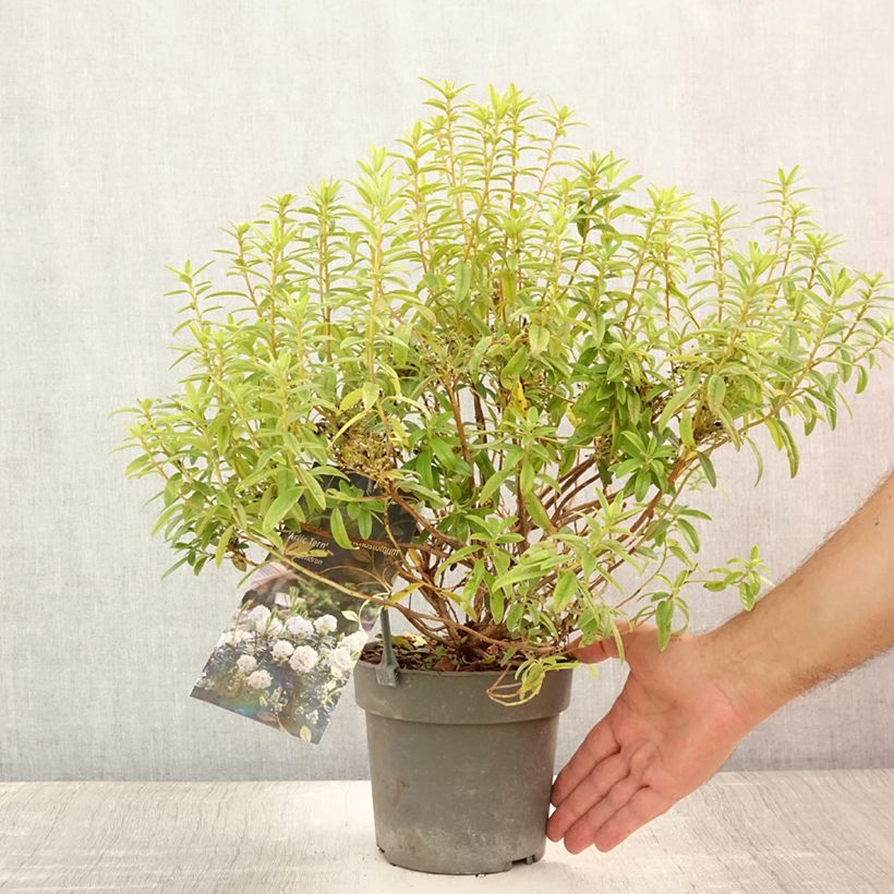 Rhododendron Arctic Tern 2L/3L pot sample as delivered in summer