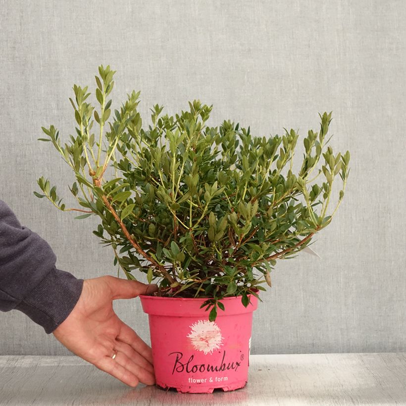 Rhododendron INKARHO Bloombux Magenta 2L/3L pot sample as delivered in autumn