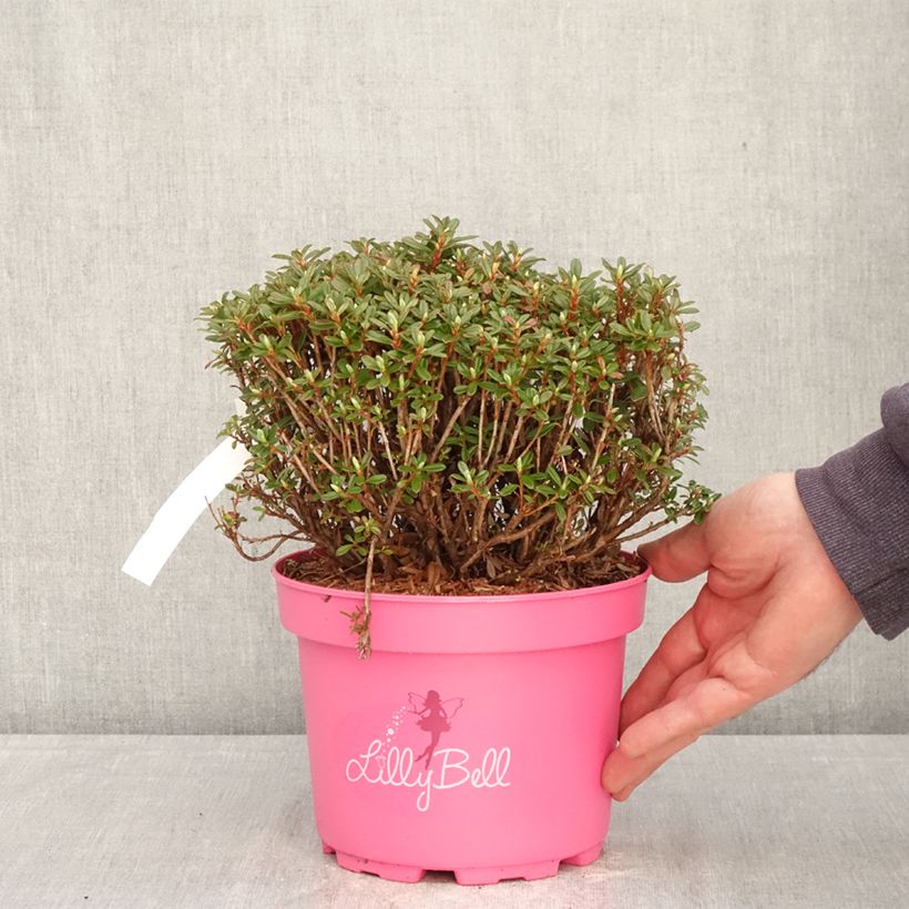 Rhododendron campylogynum Lilly Bell 3L/4L pot sample as delivered in spring
