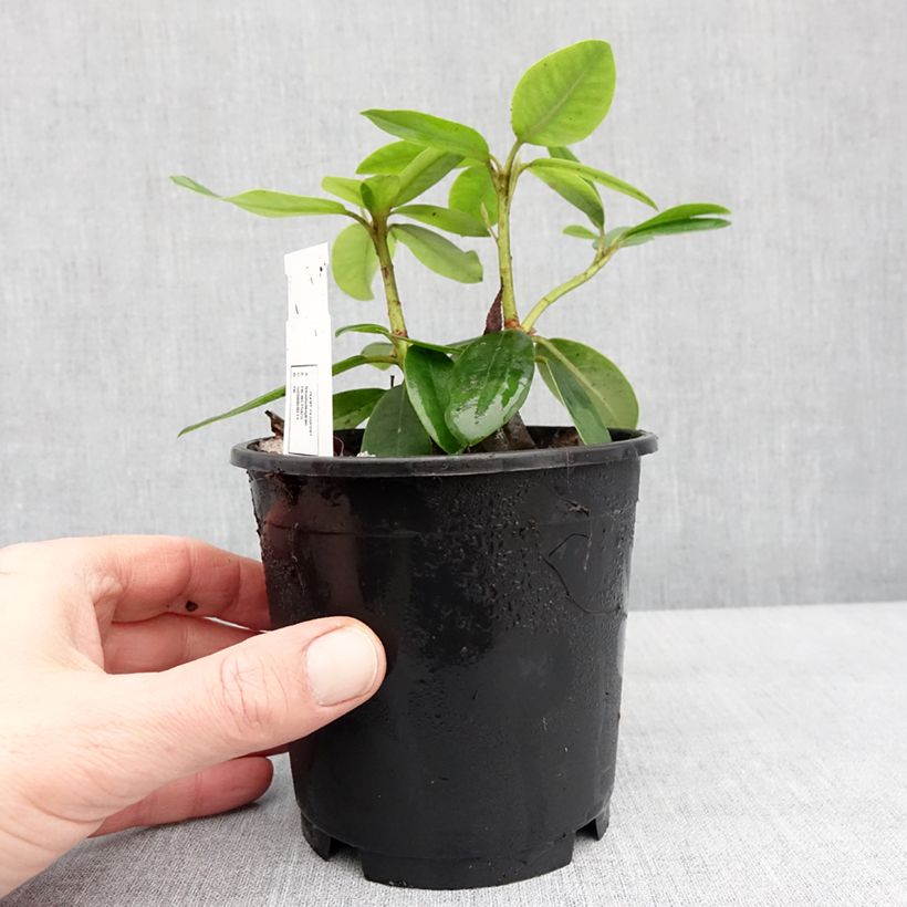 Rhododendron catawbiense Boursault 12cm pot sample as delivered in winter