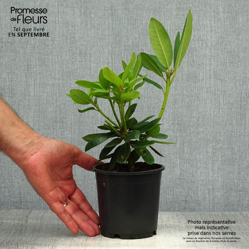 Rhododendron catawbiense Grandiflorum - Large-flowered rhododendron 12cm pot sample as delivered in autumn