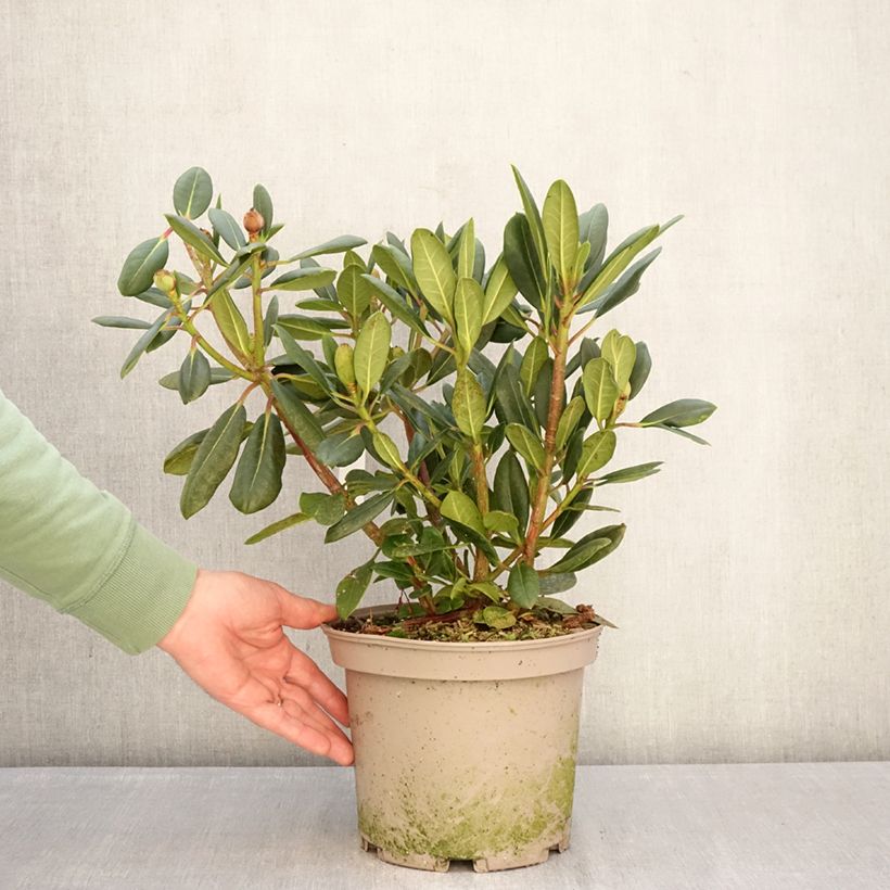 Rhododendron Château de Josselin 4L/5L pot sample as delivered in winter
