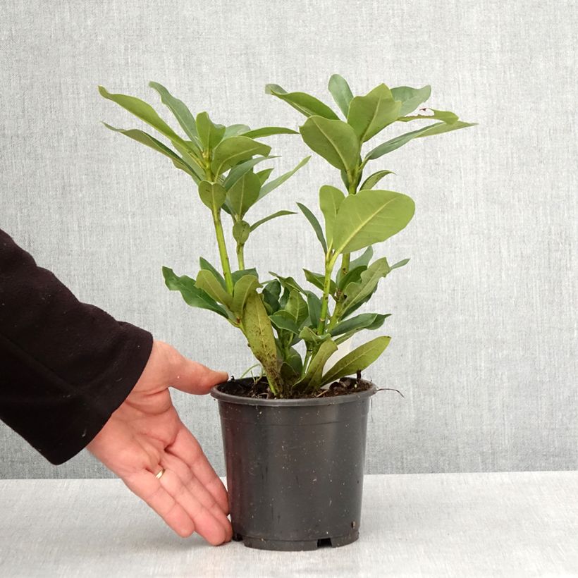 Rhododendron Cunninghams White 12cm pot sample as delivered in spring