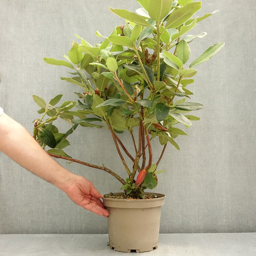 Rhododendron Double Dots 4L/5L pot sample as delivered in spring