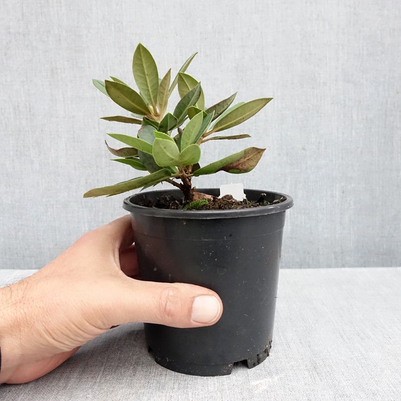 Rhododendron yakushimanum Dream Land 12cm pot sample as delivered in autumn