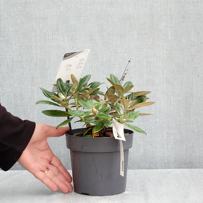 Rhododendron (x) yakushimanum Dusty Miller 2L/3L pot sample as delivered in autumn