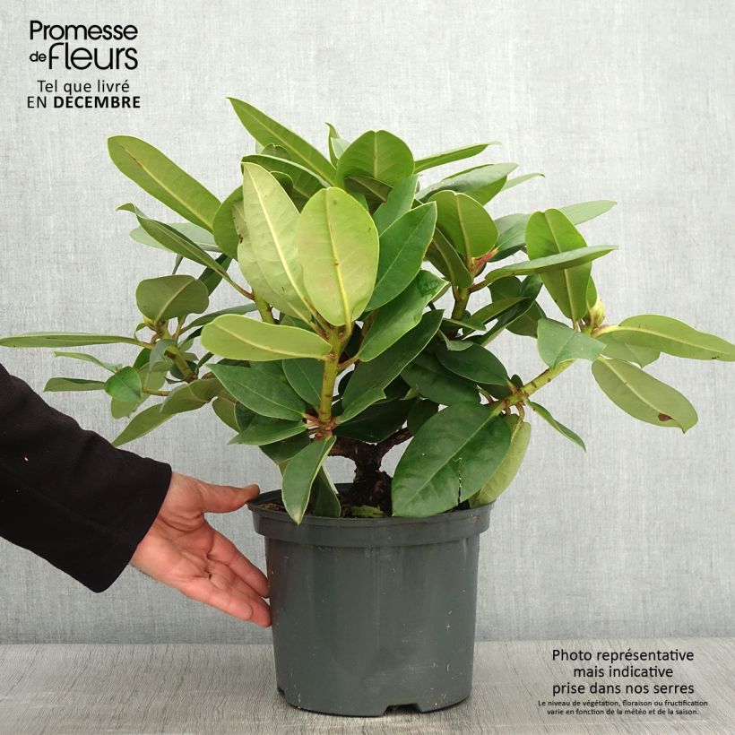 Rhododendron Germania 4L/5L pot sample as delivered in autumn