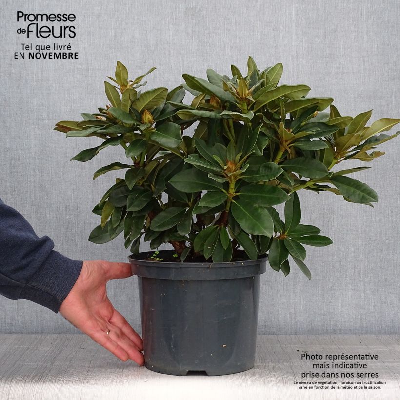 Rhododendron x yakushimanum Golden Torch 3L/4L pot sample as delivered in autumn