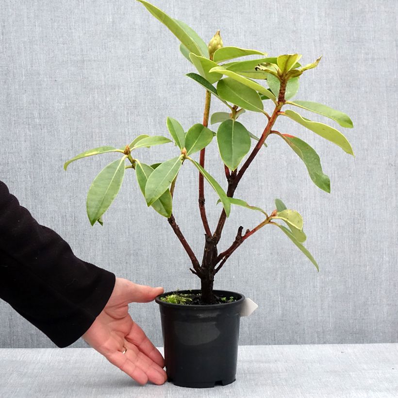 Rhododendron Gomer Waterer 12cm pot sample as delivered in winter