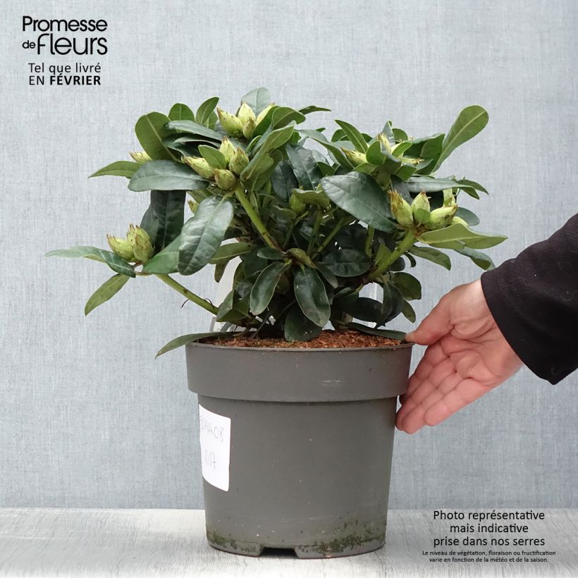 Rhododendron Lisetta 6L/7L pot sample as delivered in winter