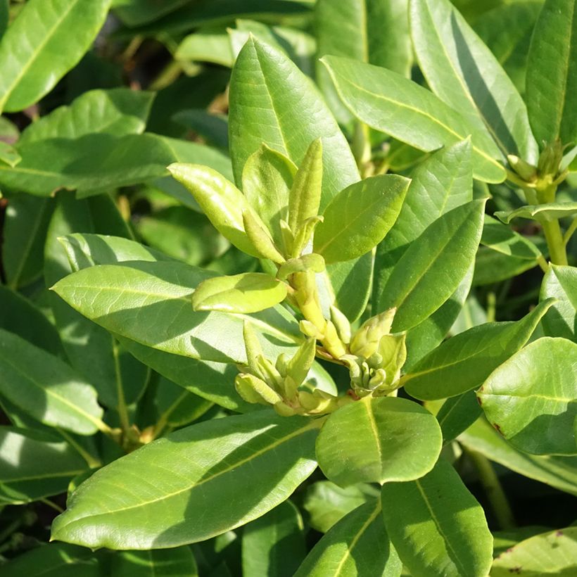 Rhododendron Belkanto Inkarho - Hybrid Rhododendron (Foliage)