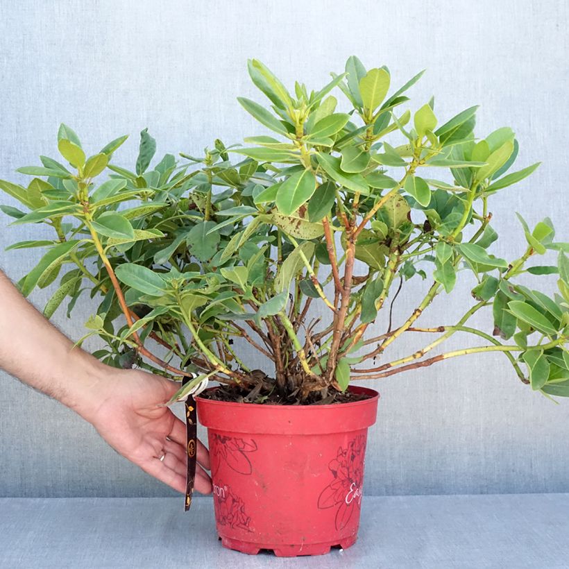 Rhododendron Belkanto Inkarho - Hybrid Rhododendron 4L/5L pot sample as delivered in summer