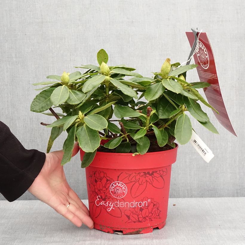 Rhododendron Belkanto Inkarho - Hybrid Rhododendron 4L/5L pot sample as delivered in winter