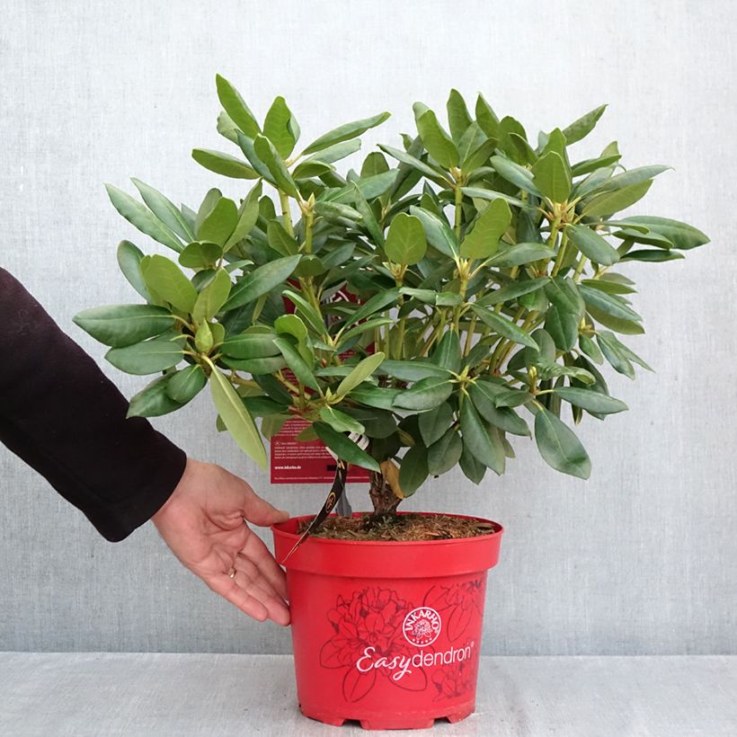 Rhododendron Easydendron English Roseum Inkarho 4L/5L pot sample as delivered in autumn