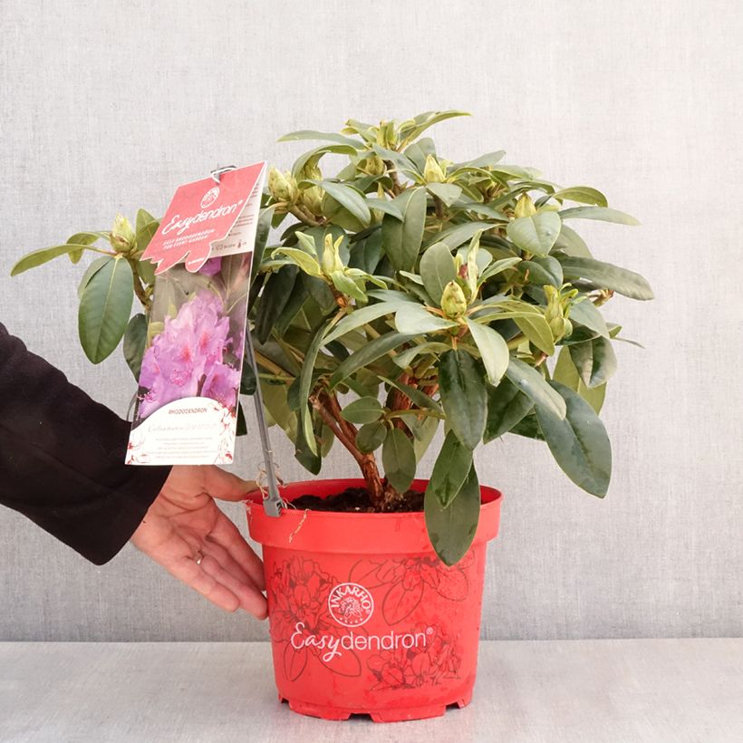 Rhododendron Catawbiense Grandiflorum Inkarho 4L/5L pot sample as delivered in spring