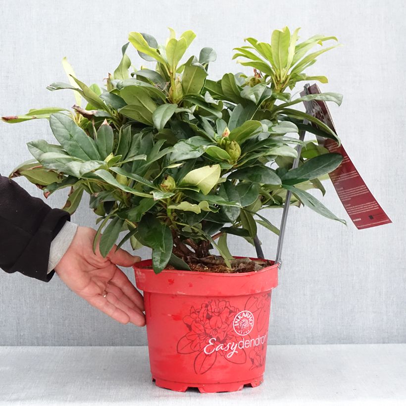 Rhododendron Orakel Inkarho 7.5L/10L pot sample as delivered in spring