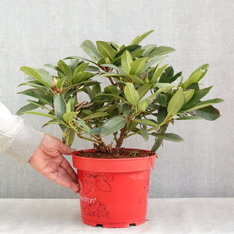 Rhododendron Easydendron Pfauenauge 4L/5L pot sample as delivered in spring