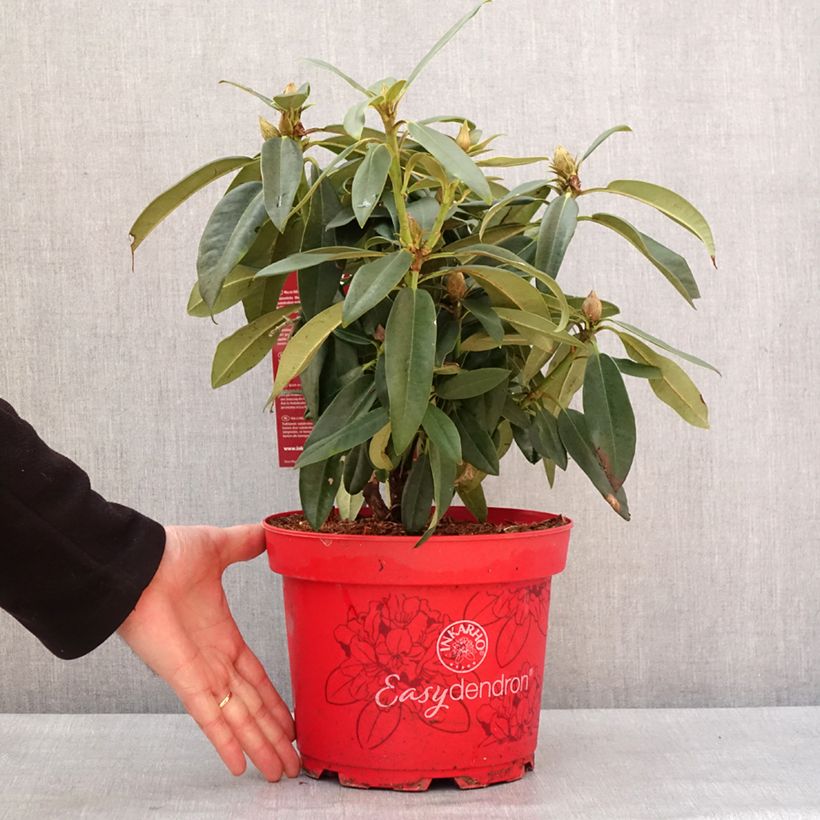 Rhododendron Easydendron Rabatz Inkarho 4L/5L pot sample as delivered in winter