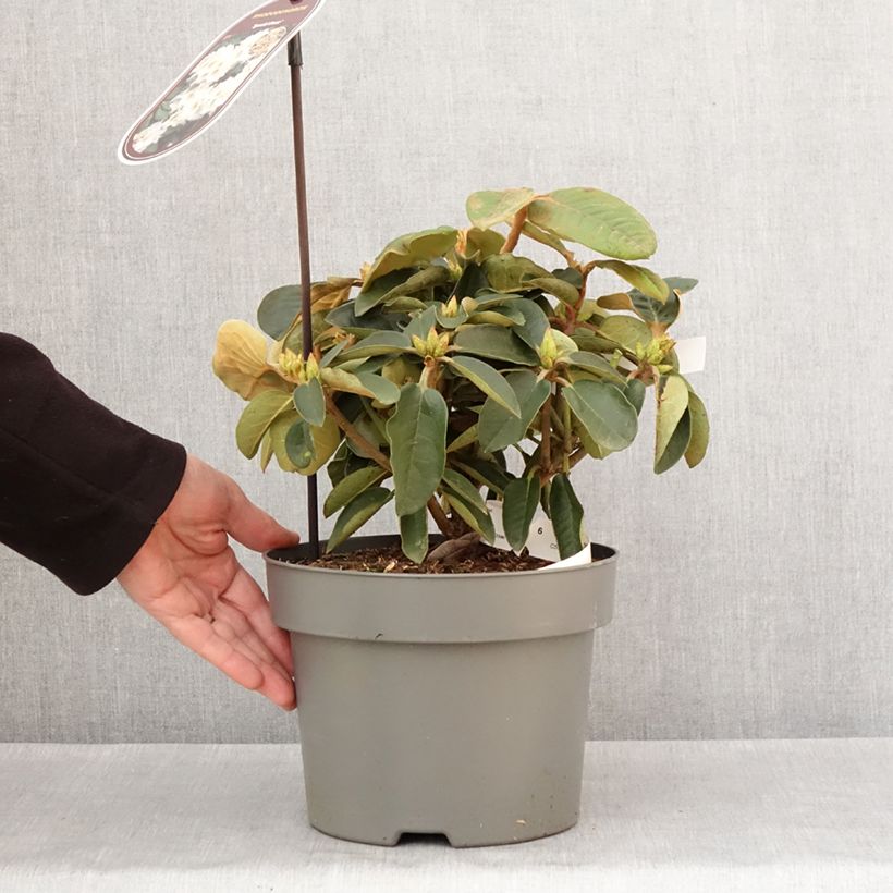 Rhododendron Easydendron Special Dane 4L/5L pot sample as delivered in winter