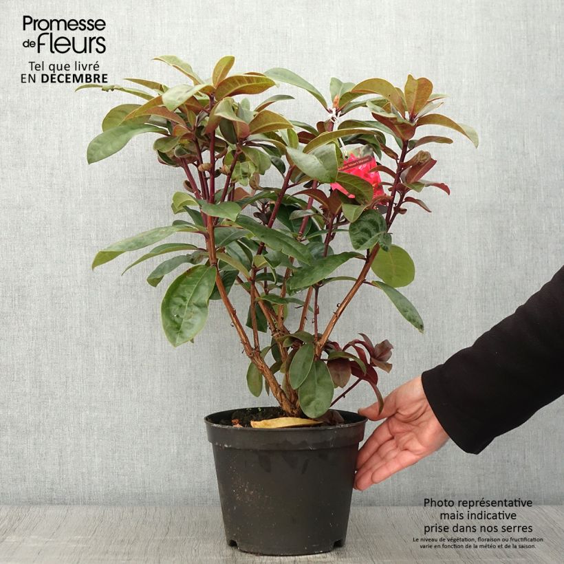 Rhododendron Mosers Maroon 4L/5L pot sample as delivered in autumn