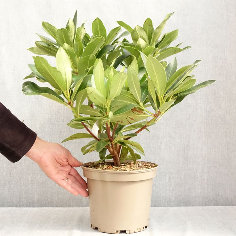 Rhododendron Rwain 4L/5L pot sample as delivered in autumn