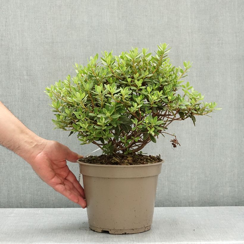 Rhododendron impeditum Select 4L/5L pot sample as delivered in spring