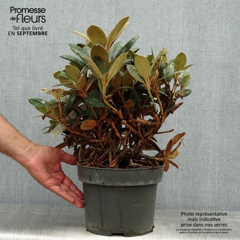 Rhododendron INKARHO Bellini 4L/5L pot sample as delivered in autumn