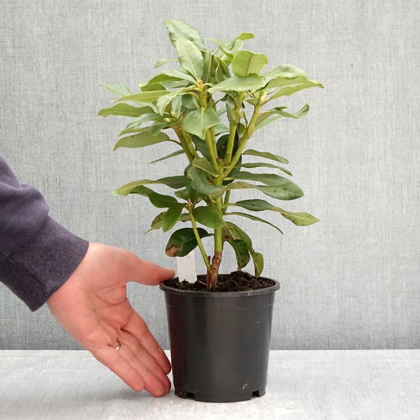 Rhododendron INKARHO Nova Zembla 12cm pot sample as delivered in spring