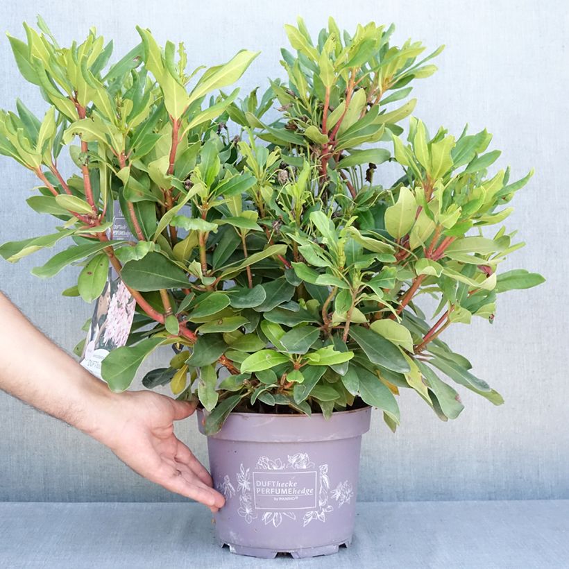 Rhododendron Rosa Dufthecke Inkarho 4L/5L pot sample as delivered in summer