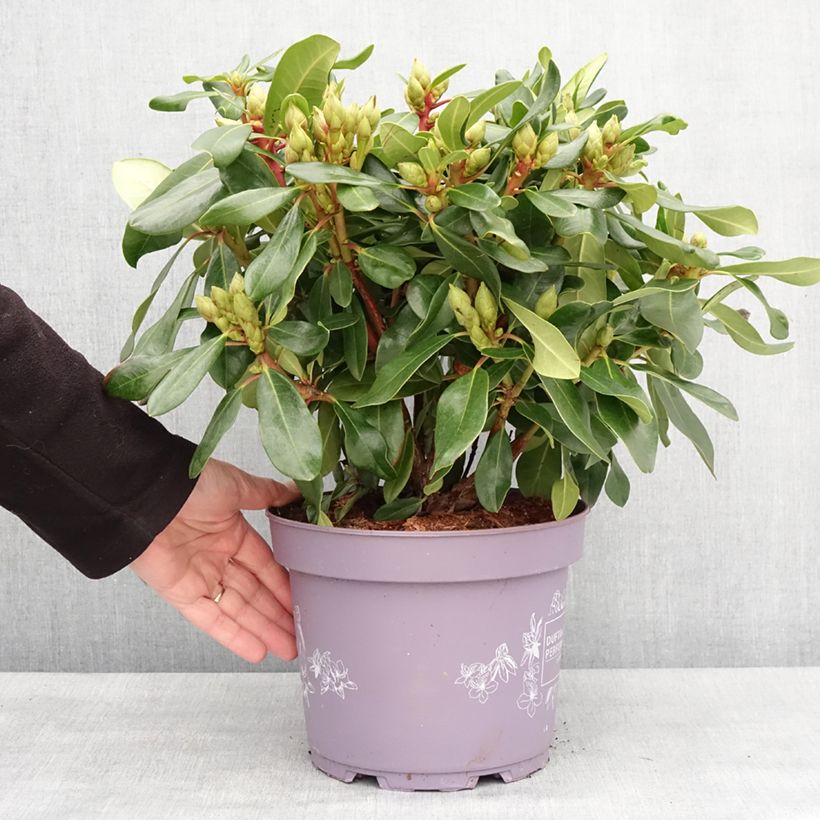 Rhododendron Rosa Dufthecke Inkarho 4L/5L pot sample as delivered in winter
