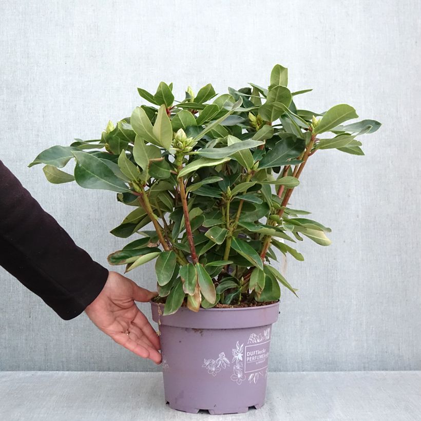 Rhododendron White Dufthecke Inkarho 4L/5L pot sample as delivered in autumn