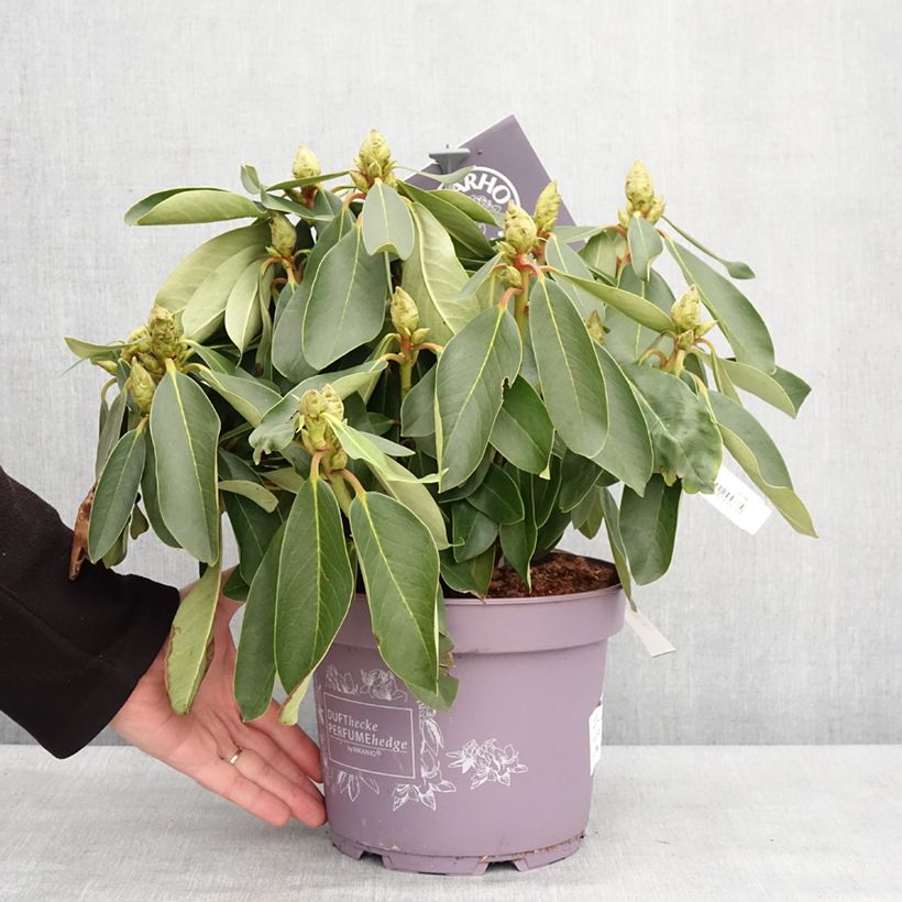 Rhododendron White Dufthecke Inkarho 4L/5L pot sample as delivered in winter