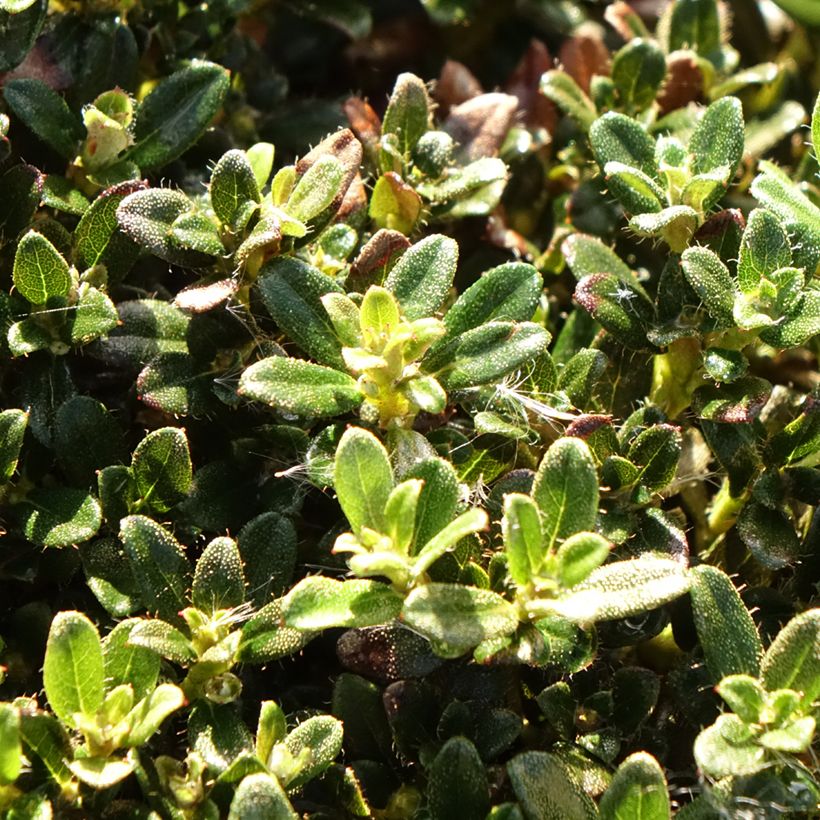 Rhododendron keleticum (Foliage)