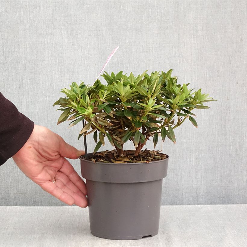 Rhododendron Robert Seleger 2L/3L pot sample as delivered in autumn