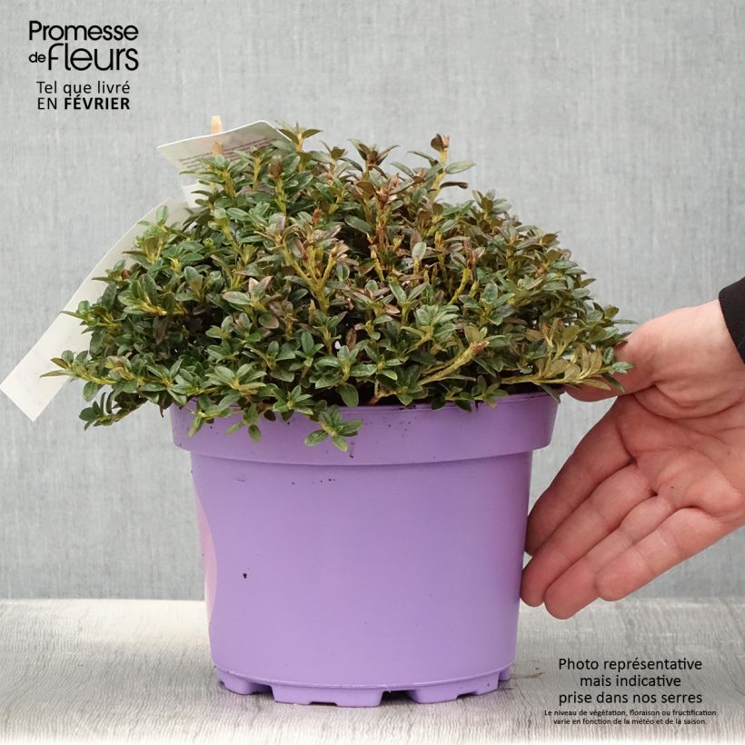 Rhododendron keleticum Lilly Bell Dream 3L/4L pot sample as delivered in winter