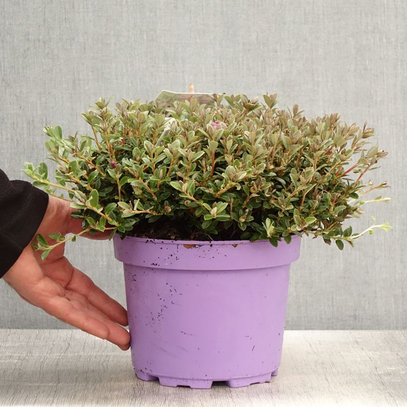 Rhododendron keleticum Lilly Bell Dream 3L/4L pot sample as delivered in spring