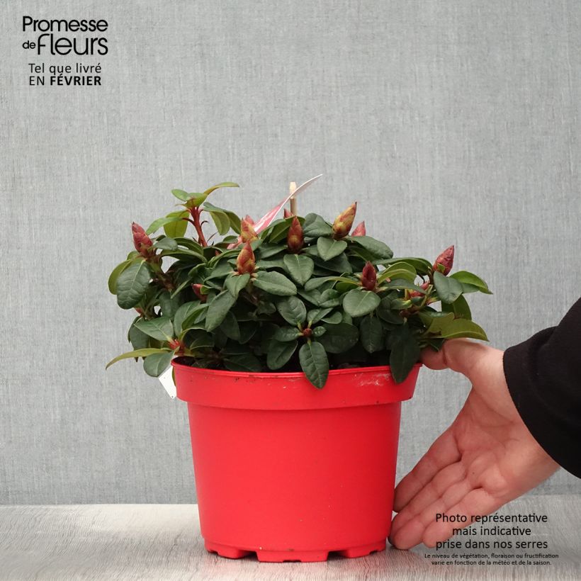 Rhododendron repens Lilly Bell Love 3L/4L pot sample as delivered in winter