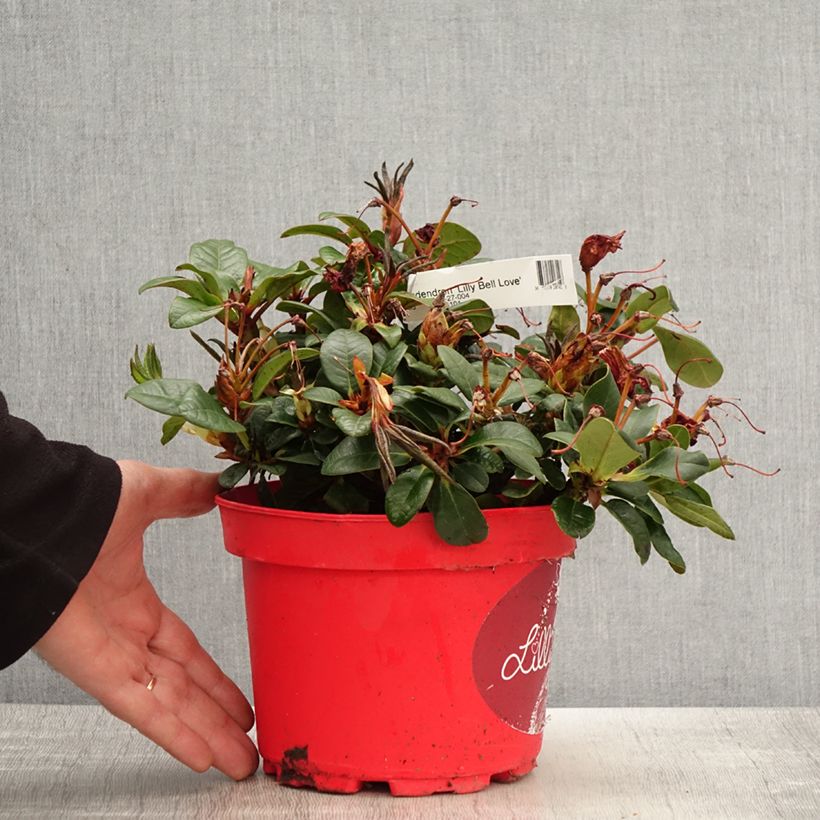 Rhododendron repens Lilly Bell Love 3L/4L pot sample as delivered in spring