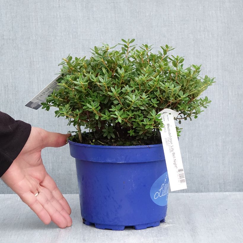Rhododendron impeditum Lilly Bell Night 3L/4L pot sample as delivered in autumn