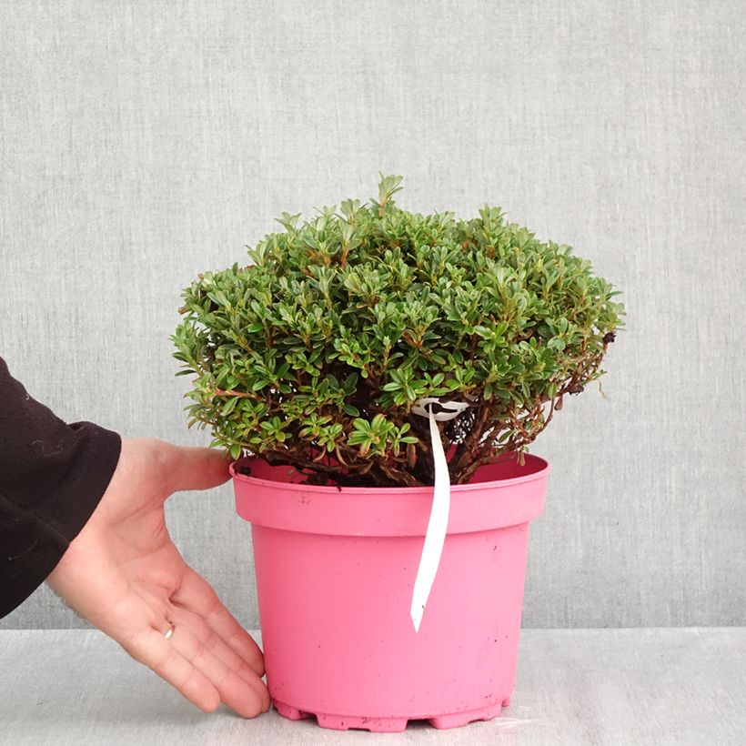 Rhododendron Lilly Bell Pearl 3L/4L pot sample as delivered in autumn