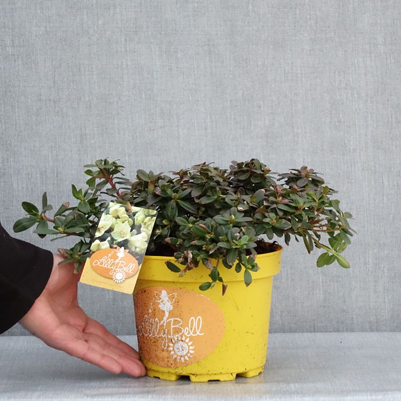 Rhododendron ludlowii Lilly Bell Sun 3L/4L pot sample as delivered in winter