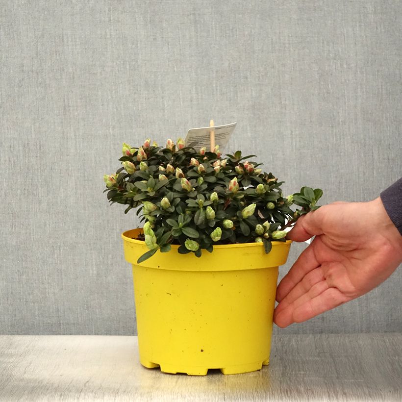 Rhododendron ludlowii Lilly Bell Sun 3L/4L pot sample as delivered in spring